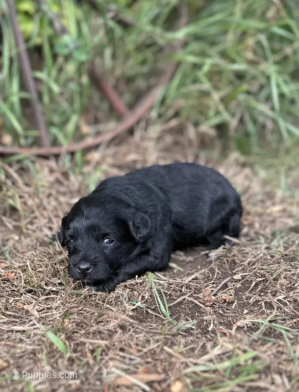 Gigi – Miniature Aussiedoodle puppy for sale in Rock Rapids, IA
