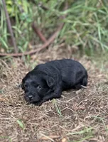 Gigi, a female Miniature Aussiedoodle for sale in Rock Rapids, IA – 1 of 5