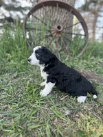 Daisy, a female Miniature Aussiedoodle for sale in Rock Rapids, IA – 7 of 7