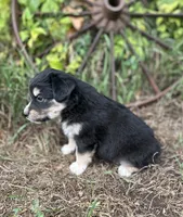 Piper, a female Miniature Australian Shepherd for sale in Rock Rapids, IA – 4 of 6