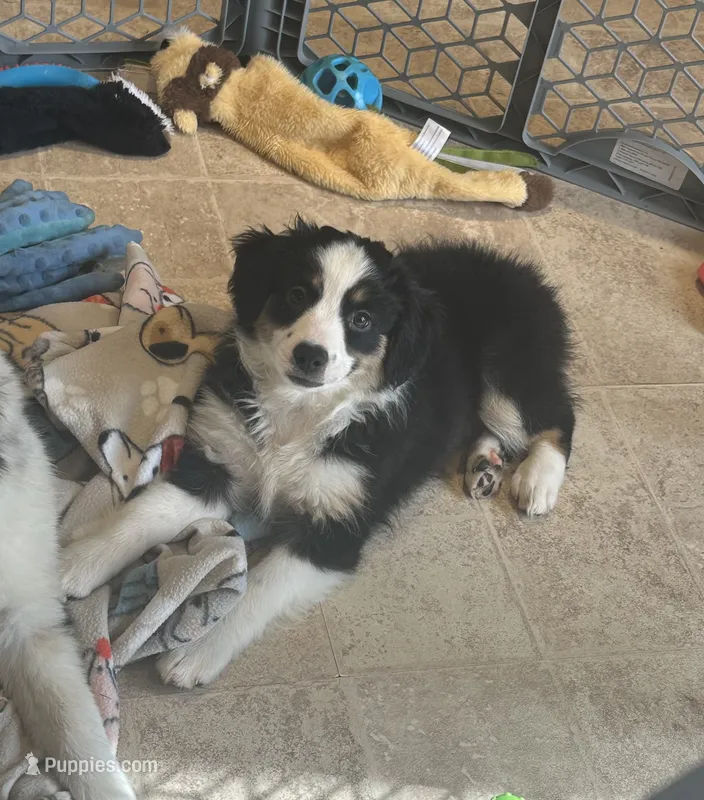 Peaches – Miniature Australian Shepherd puppy for sale in Rock Rapids, IA