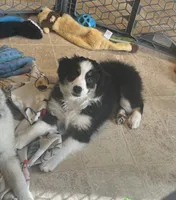 Peaches, a female Miniature Australian Shepherd for sale in Rock Rapids, IA – 1 of 5
