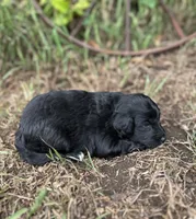 Gus, a male Miniature Aussiedoodle for sale in Rock Rapids, IA – 4 of 5