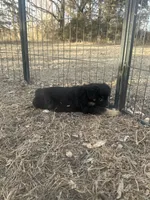Nugget, a male Miniature American Shepherd for sale in Rock Rapids, IA – Photo 7 of 7