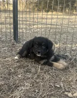 Nugget, a male Miniature American Shepherd for sale in Rock Rapids, IA – Photo 3 of 7