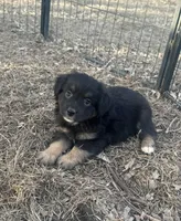 Nugget, a male Miniature American Shepherd for sale in Rock Rapids, IA – Photo 5 of 7