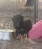 Nugget, a male Miniature American Shepherd for sale in Rock Rapids, IA – Photo 2 of 7