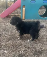 Nugget, a male Miniature American Shepherd for sale in Rock Rapids, IA – Photo 4 of 7