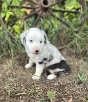 Penny, a female Miniature Australian Shepherd for sale in Rock Rapids, IA – 3 of 5