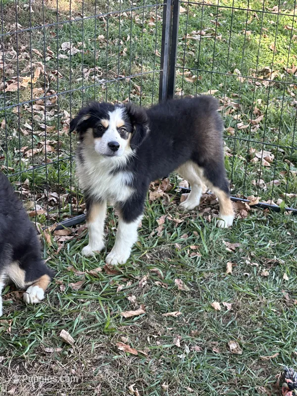 Bandit, a male Miniature Australian Shepherd for sale in Rock Rapids, IA – 1 of 4