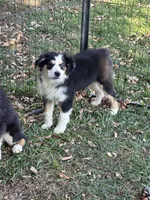 Bandit, a male Miniature Australian Shepherd for sale in Rock Rapids, IA – 1 of 4