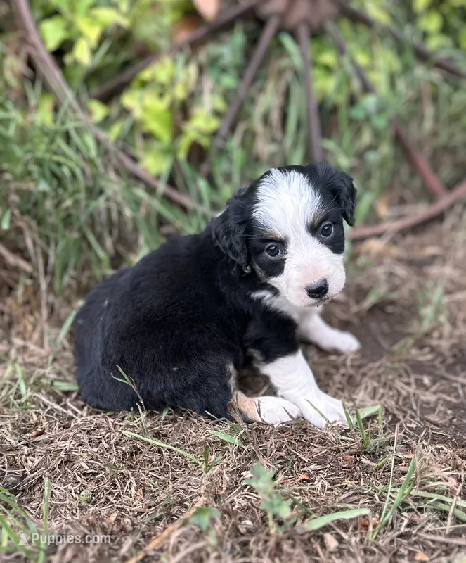 Peaches – Miniature Australian Shepherd puppy for sale in Rock Rapids, IA