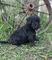 Milo, a male Miniature Aussiedoodle for sale in Rock Rapids, IA – 6 of 6