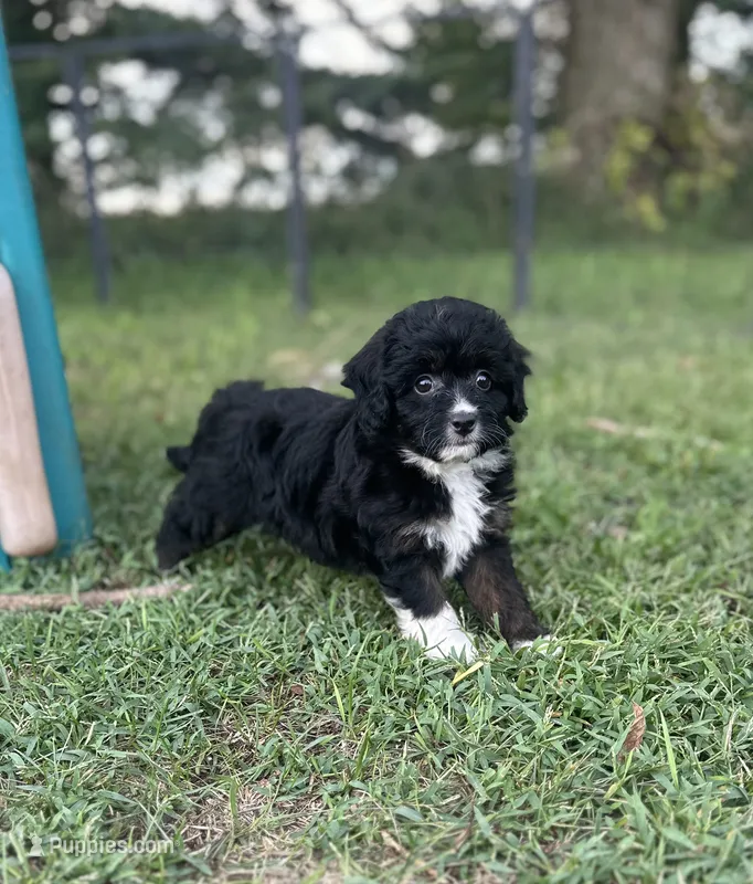 Gabby – Miniature Aussiedoodle puppy for sale in Rock Rapids, IA