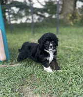 Gabby, a female Miniature Aussiedoodle for sale in Rock Rapids, IA – 1 of 6