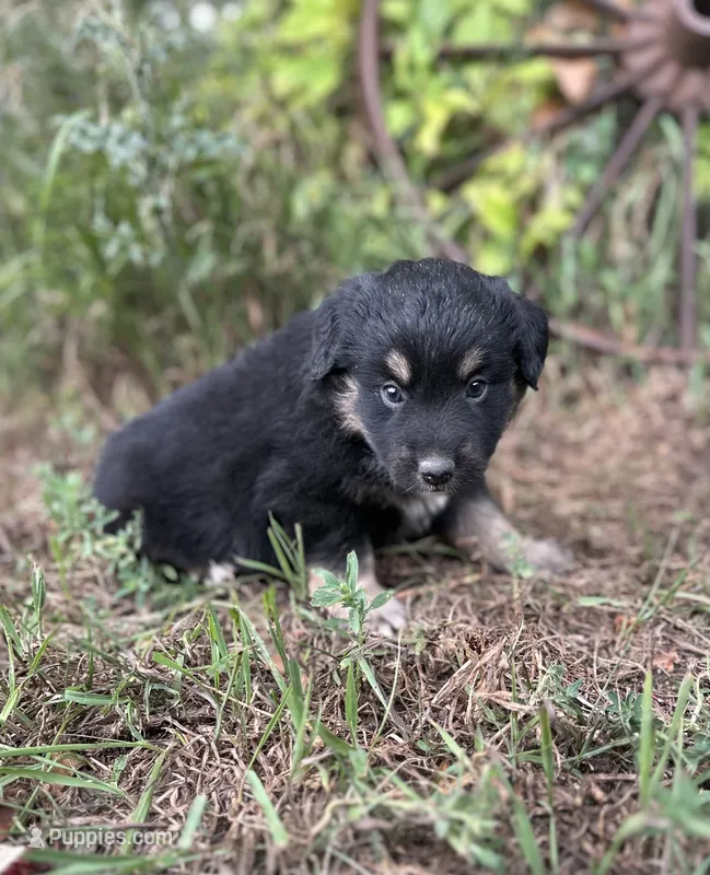 Patrick – Miniature Australian Shepherd puppy for sale in Rock Rapids, IA