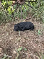 Gigi, a female Miniature Aussiedoodle for sale in Rock Rapids, IA – 5 of 5