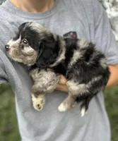 Gunther, a male Miniature Aussiedoodle for sale in Rock Rapids, IA – 5 of 7