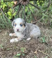 Peyton, a male Miniature Australian Shepherd for sale in Rock Rapids, IA – 5 of 6