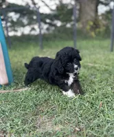 Gabby, a female Miniature Aussiedoodle for sale in Rock Rapids, IA – 2 of 6