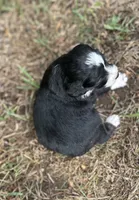 Gracie, a female Miniature Aussiedoodle for sale in Rock Rapids, IA – 2 of 5