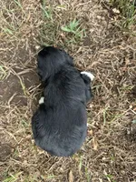 Gabby, a female Miniature Aussiedoodle for sale in Rock Rapids, IA – 3 of 6