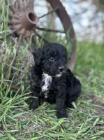 Milo, a male Miniature Aussiedoodle for sale in Rock Rapids, IA – 5 of 6