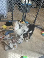 Penny, a female Miniature Australian Shepherd for sale in Rock Rapids, IA – 3 of 4