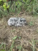 Gemma, a female Miniature Aussiedoodle for sale in Rock Rapids, IA – 6 of 6
