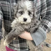 Duke, a male Miniature Aussiedoodle for sale in Rock Rapids, IA – Photo 4 of 10
