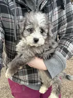 Duke, a male Miniature Aussiedoodle for sale in Rock Rapids, IA – Photo 4 of 10