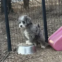 Duke, a male Miniature Aussiedoodle for sale in Rock Rapids, IA – Photo 7 of 10