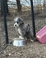 Duke, a male Miniature Aussiedoodle for sale in Rock Rapids, IA – Photo 7 of 10