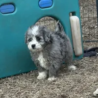 Duke, a male Miniature Aussiedoodle for sale in Rock Rapids, IA – Photo 3 of 10