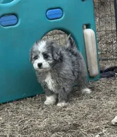 Duke, a male Miniature Aussiedoodle for sale in Rock Rapids, IA – Photo 3 of 10