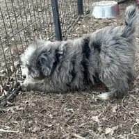 Duke, a male Miniature Aussiedoodle for sale in Rock Rapids, IA – Photo 9 of 10
