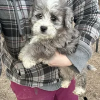 Duke, a male Miniature Aussiedoodle for sale in Rock Rapids, IA – Photo 10 of 10