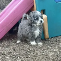 Duke, a male Miniature Aussiedoodle for sale in Rock Rapids, IA – Photo 5 of 10