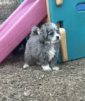 Duke, a male Miniature Aussiedoodle for sale in Rock Rapids, IA – Photo 5 of 10