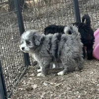 Duke, a male Miniature Aussiedoodle for sale in Rock Rapids, IA – Photo 1 of 10
