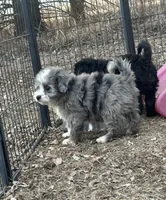 Duke, a male Miniature Aussiedoodle for sale in Rock Rapids, IA – Photo 1 of 10