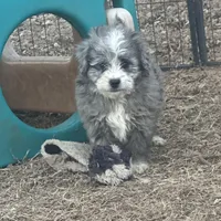 Duke, a male Miniature Aussiedoodle for sale in Rock Rapids, IA – Photo 8 of 10