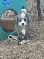 Duke, a male Miniature Aussiedoodle for sale in Rock Rapids, IA – Photo 8 of 10