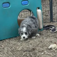 Duke, a male Miniature Aussiedoodle for sale in Rock Rapids, IA – Photo 2 of 10