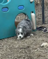 Duke, a male Miniature Aussiedoodle for sale in Rock Rapids, IA – Photo 2 of 10