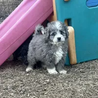 Duke, a male Miniature Aussiedoodle for sale in Rock Rapids, IA – Photo 6 of 10