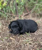 Gunner, a male Miniature Aussiedoodle for sale in Rock Rapids, IA – 4 of 4
