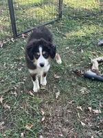 Bruce, a male Miniature Australian Shepherd for sale in Rock Rapids, IA – 3 of 5