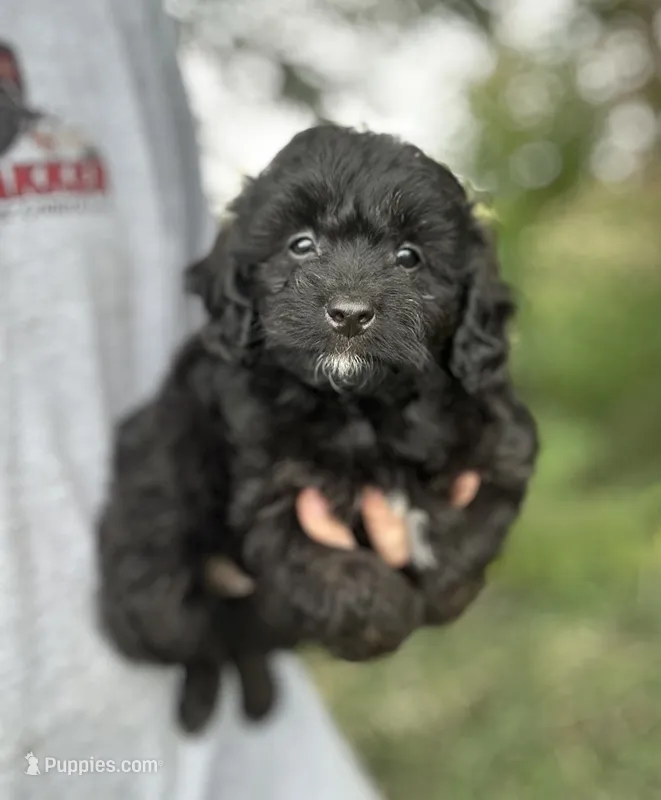 Gus – Miniature Aussiedoodle puppy for sale in Rock Rapids, IA