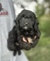 Gus, a male Miniature Aussiedoodle for sale in Rock Rapids, IA – 1 of 4